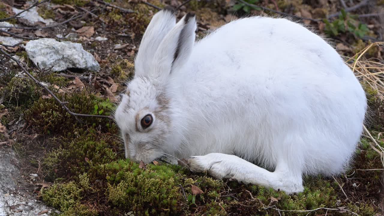 Mountain hare with white coat for winter eating moss, low vegetation on slope in Norway, slow motion