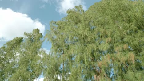 Pine-trees-forest-with-the-sky-and-scene-motion-of-rotation