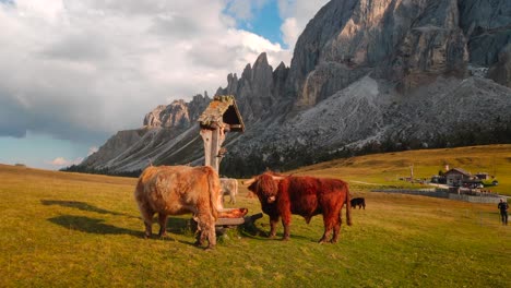 Jak---Kuh,-Die-In-Den-Wunderschönen-Alpen-Italiens-Mitten-In-Den-Bergen-Weidet,-Gefilmt-In-4k