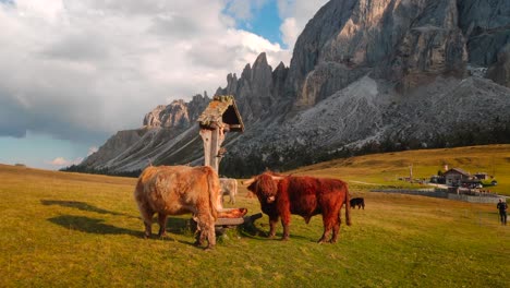 jak - vaca pastando en los hermosos alpes de italia en medio de las montañas filmada en 4k