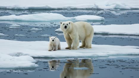 a heartwarming moment between a polar bear and its cub on ice: a stunning display of nature’s beauty and parent-child bonding in the arctic wilderness