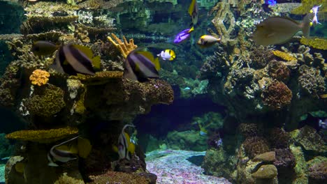 Large-aquarium-decorated-with-a-coral-reef-with-tropical-fish,-turtles-and-stingrays