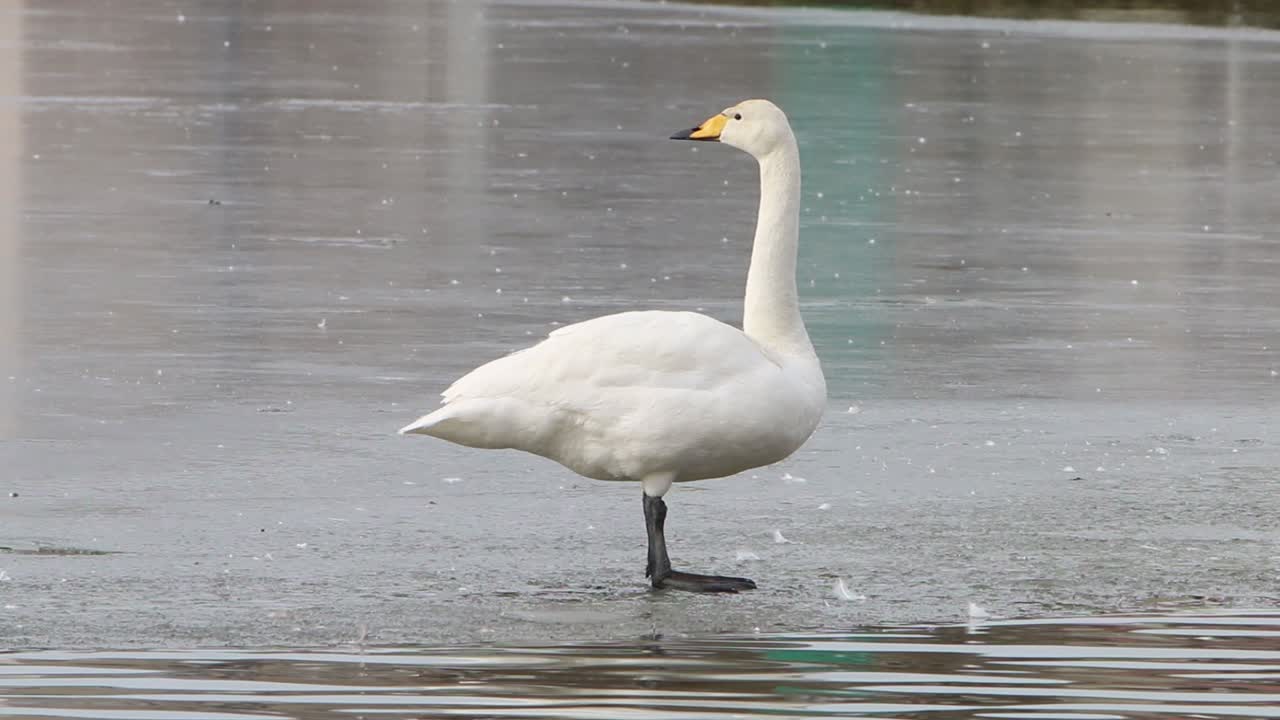 Whooper Swan, Cygnus cygnus, standing on ice covered lake in early Spring