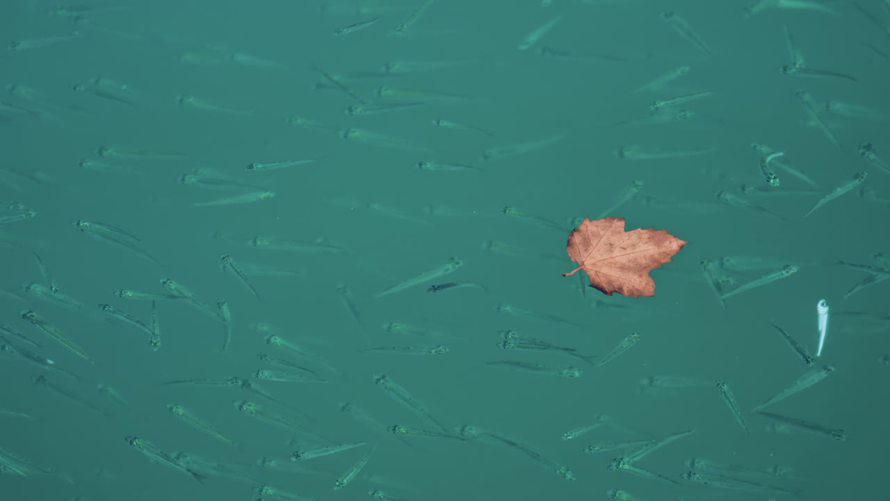 A school of small fish swimming near a dried leaf on the water surface o the Mediterranean sea