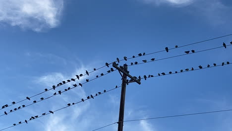 silhouette of many birds sitting on power lines