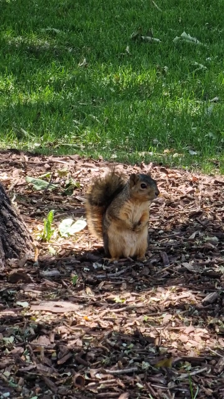Vertical View of Squirrel Under Tree in Park, Adorable Animal on Alert