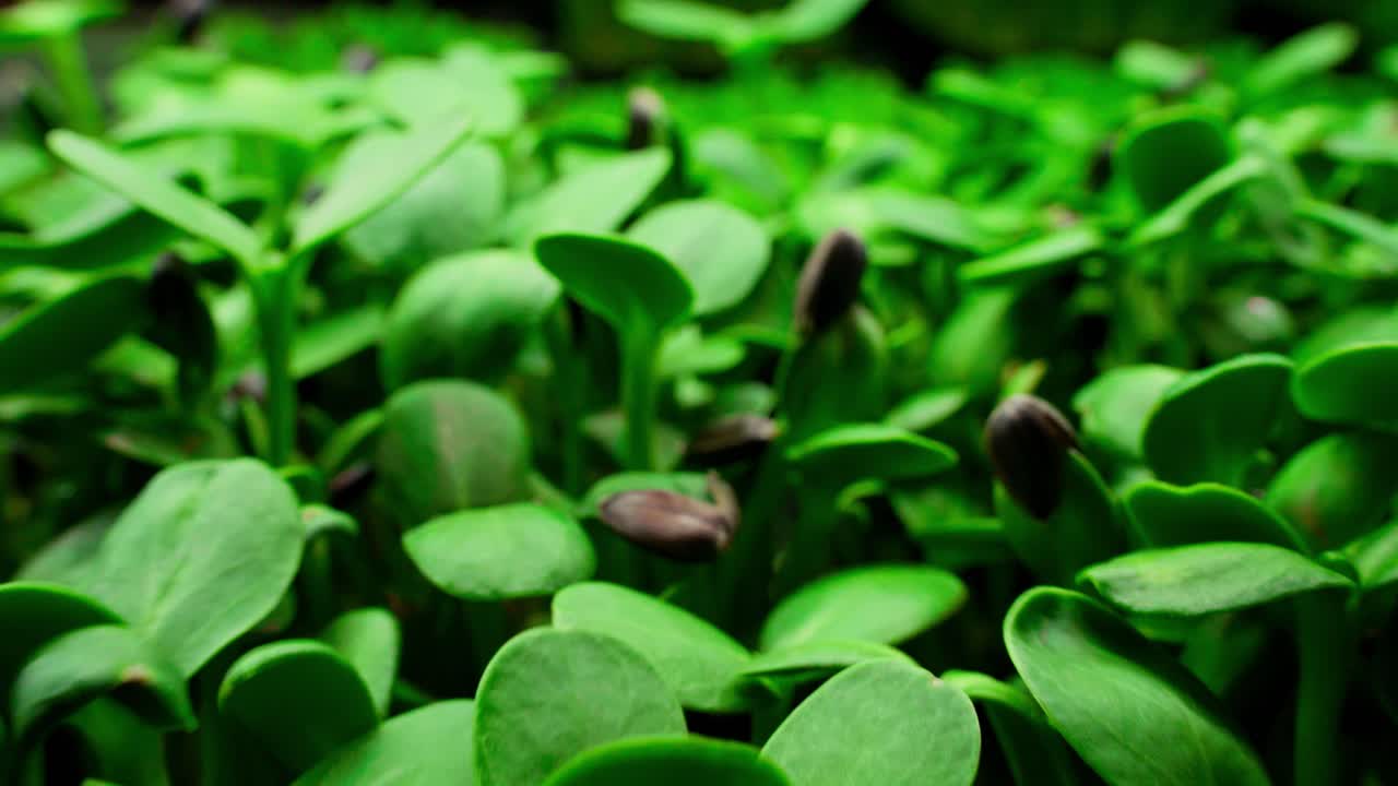 Close-up of Fresh Green Sunflower Microgreens