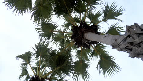 landscape of sugar palm tree view against to sky