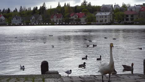 Schwäne-Und-Enten-An-Einem-Ruhigen-See-Mit-Isländischen-Häusern-Im-Hintergrund,-Bewölkter-Tag