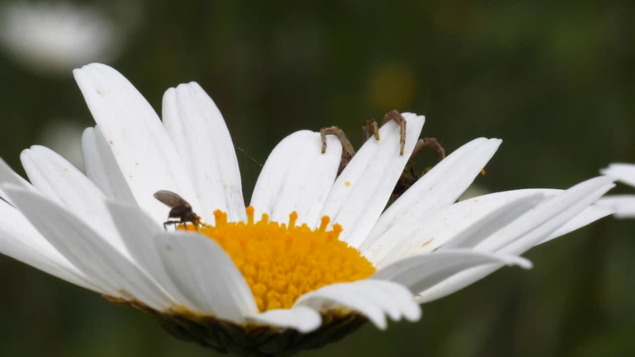un mosquito está chupando el néctar de una flor de margarita mientras una araña espera al borde de la flor