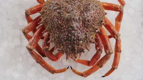 freshly caught crab on ice