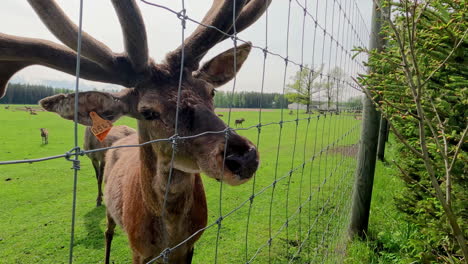 Close-up-shot-of-reindeer-eating-carrots-from-bare-hand-while-been-inside-an-enclosure-on-a-sunny-day