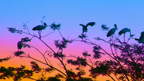 asian openbill stork perched on tree branches during colorful sunset