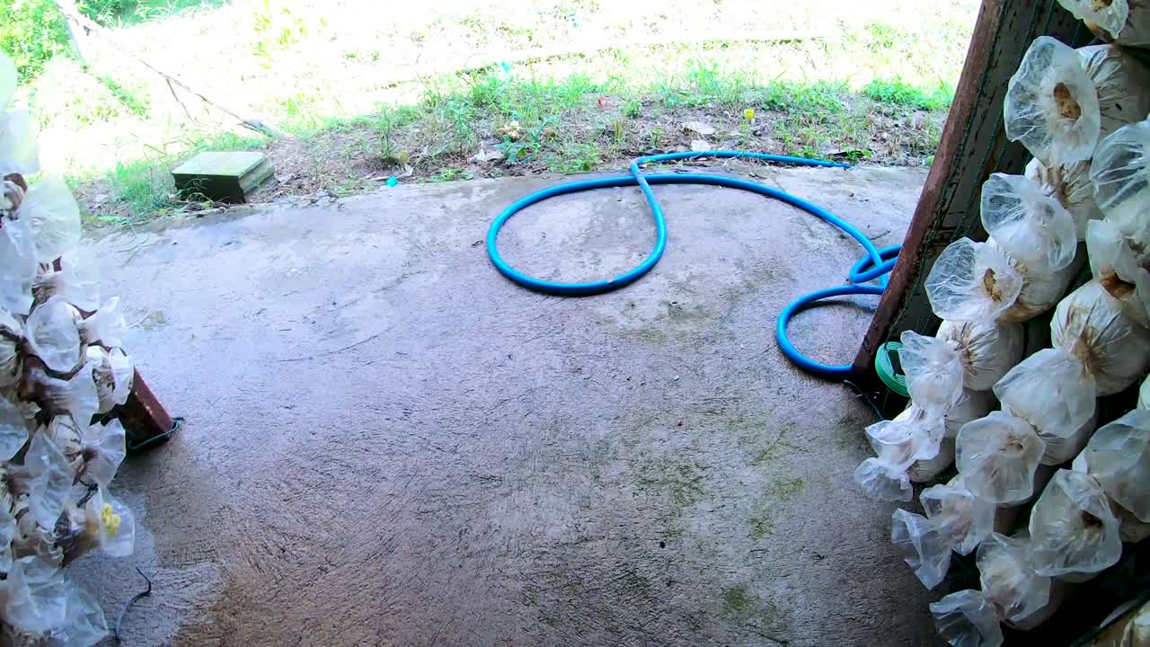 버섯 농장 벽 배경의 움직임