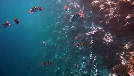 Tropical-Coral-Reef.-Coral-reef-in-the-Maldives.