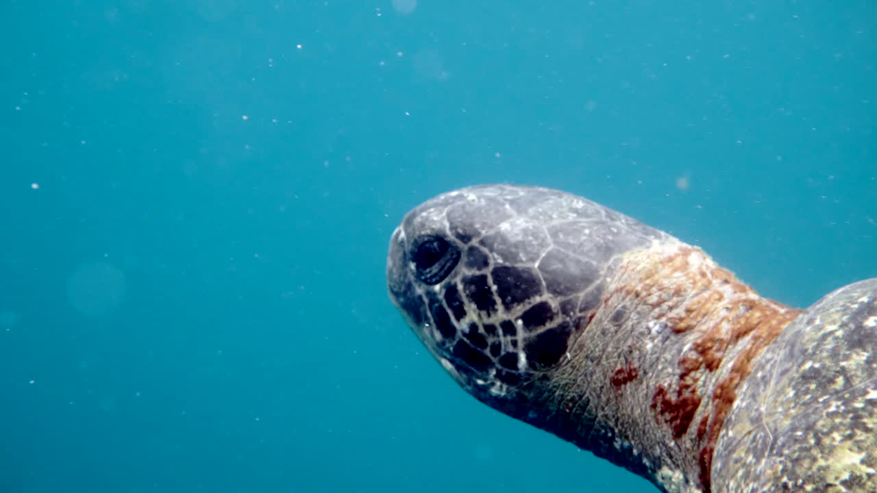 수영하는 거북이를 향해 움직이는 비행기, 수중 카메라