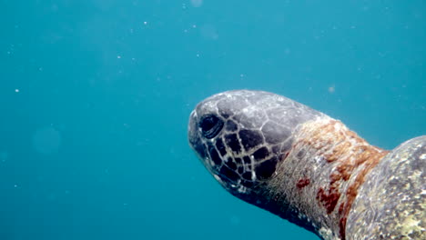 Sich-Bewegendes-Flugzeug-In-Richtung-Schwimmender-Schildkröten,-Wasserkamera