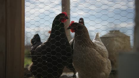 hens inside of chicken coop on hobby farm