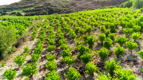 aerial drone footage of vineyards, golden green grape field rows in koilani, limassol, cyprus-2