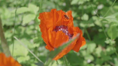 Drücken-Sie-Auf-Die-Orangefarbene-Mohnblume-Und-Entdecken-Sie-Bienen,-Die-Pollen-Von-Der-Blüte-Sammeln