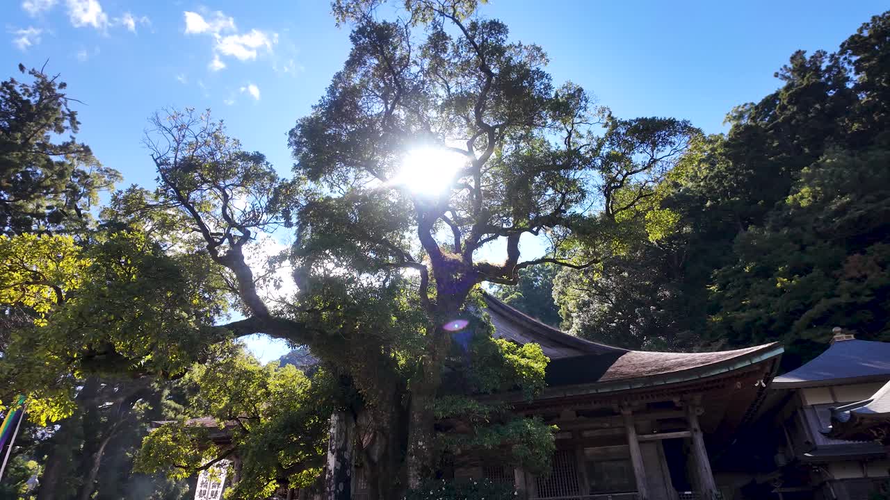Sun shining through tree branches at Nachisan Seiganto ji Temple, a sacred landmark in Wakayama Prefecture, Japan, blending nature and spirituality