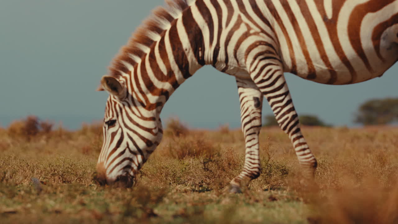una cebra en la sabana