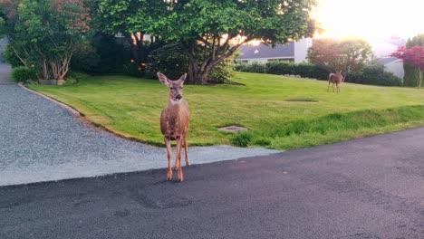 Columbian-Black-tailed-Deers-At-The-Park-In-Anacortes,-Washington