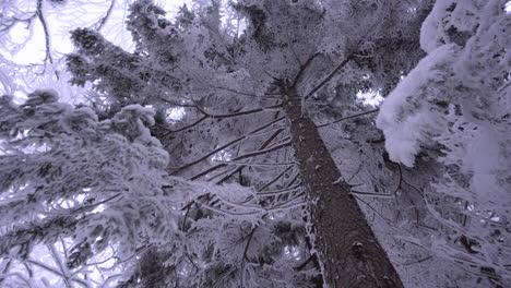 Dolly-Pan-Shot-Im-Wunderbaren-Winterlichen-Ostkanadischen-Berg