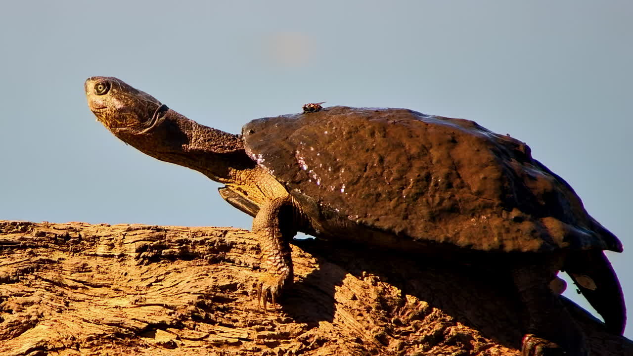 A close up of a funny long-necked terrapin basking on a log with its mouth wide open as if yawning