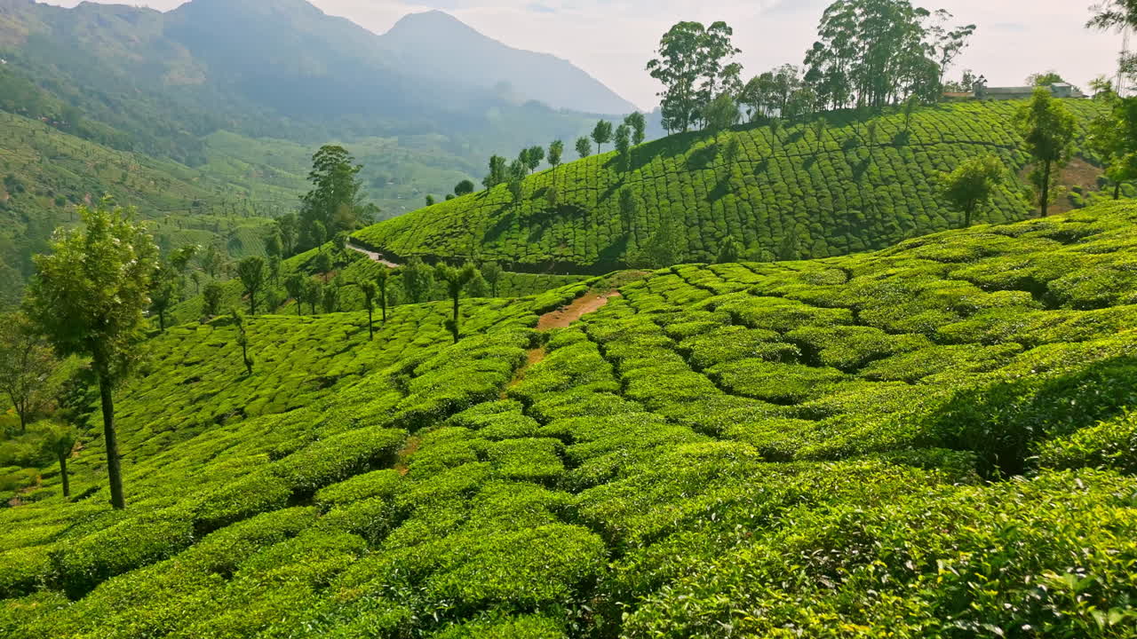 Drone tilting over beautiful, green, tea plants of Munnar, sunny Kerala, India