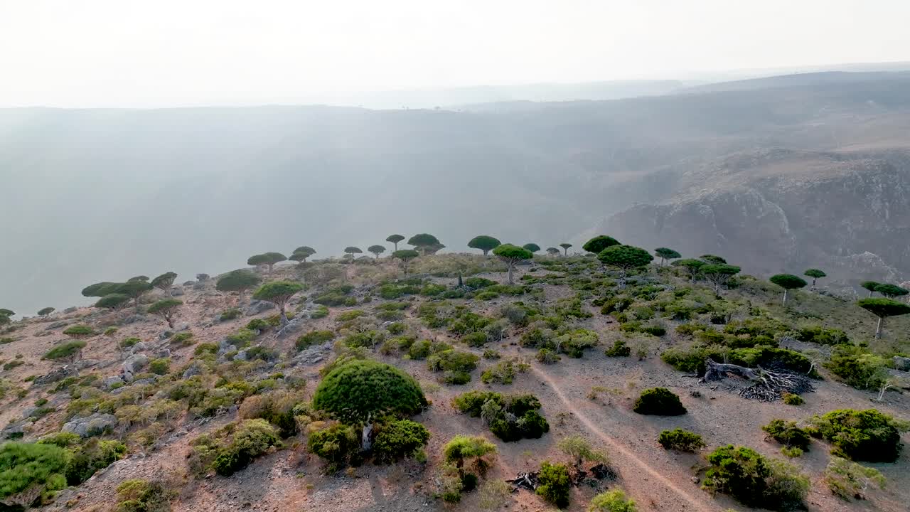 volando hacia el borde del bosque de firmhin con árboles de sangre de dragón en socotra, yemen