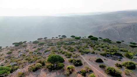 Flying-To-The-Edge-Of-Firmhin-Forest-With-Dragon-Blood-Trees-In-Socotra,-Yemen