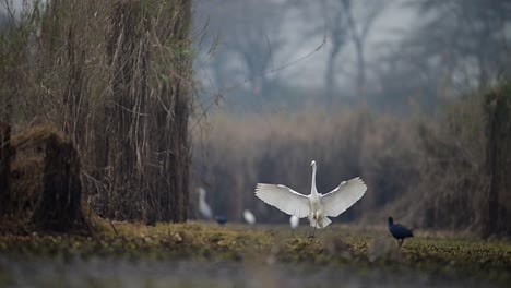 The-Egret-Flying-in-Wetland-Area