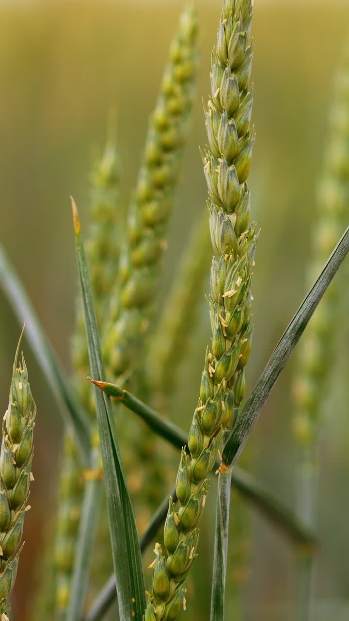 Ripening spikelets of wheat in the countryside field. Future harvest of grain in the farmland. Close up. Blurred backdrop. Vertical video