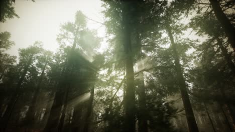 Redwood-Forest-Foggy-Sunset-Scenery