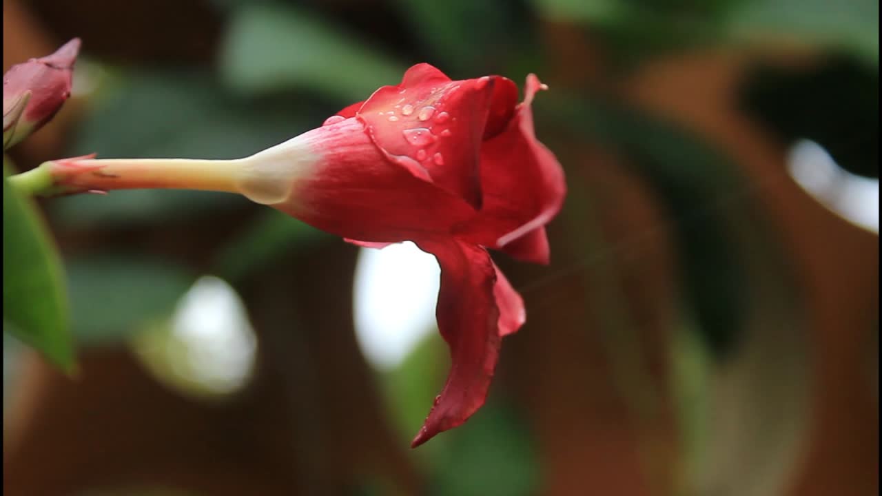 Fiore rosso con gocce d'acqua