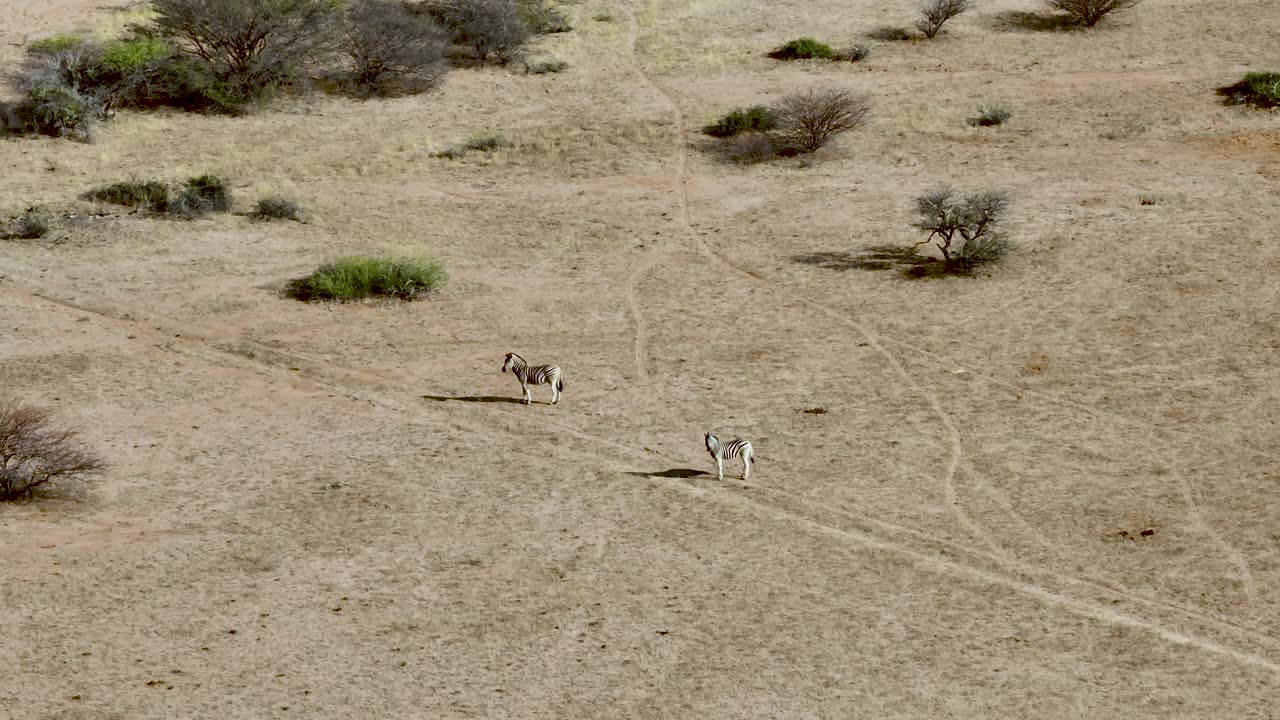 나미비아의 사막 평원을 돌아다니는 아프리카 얼룩말, 공중 드론 보기