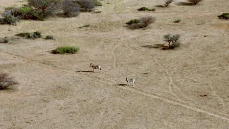 cebras africanas vagando por las llanuras desérticas de namibia, vista aérea de drones