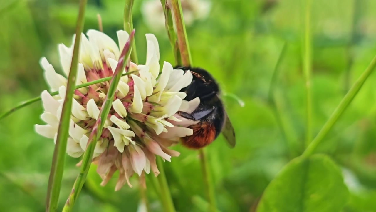 Seekor lebah bumblebee berekor merah mencari makan di kepala bunga semanggi putih, jarak dekat