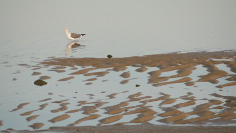 Lone-Foraging-Seagull-Walks-On-Shallow-Water-Near-Sandy-Rivershore