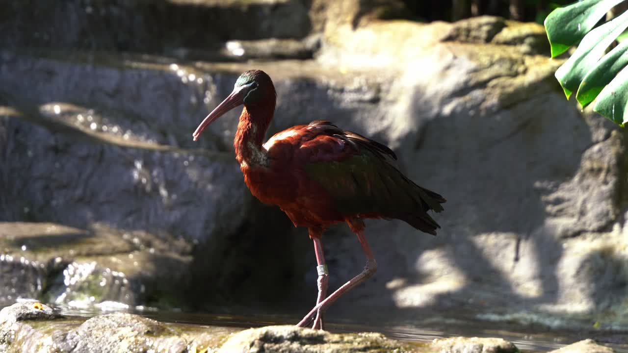 Glossy ibis, plegadis falcinellus with iridescent plumages walking on the rock, foraging and grooming by the water cascades in bright sunlight, close up shot