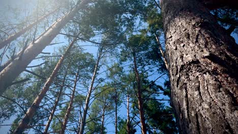 Tiro-De-ángulo-Bajo-De-4k-De-Hermosos-árboles-Altos-En-Un-Bosque