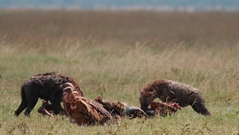 un chacal hiena comiendo búfalos muertos mientras los buitres esperan en la reserva de ol pejeta, kenia, áfrica