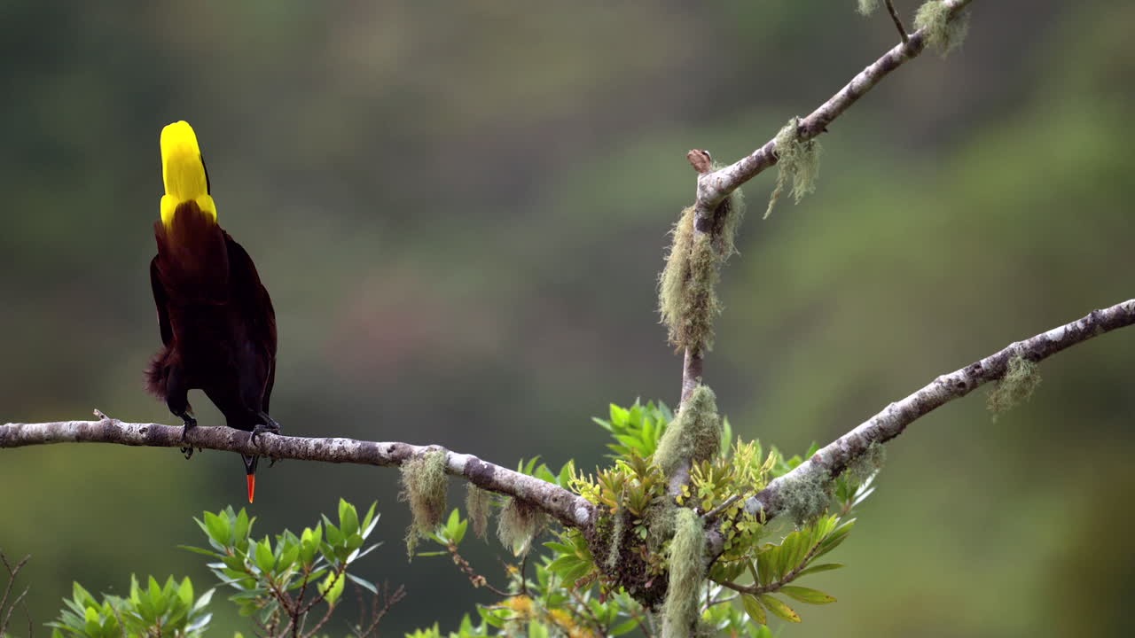 montezuma oropendola posado en una rama, se balancea de su percha para comenzar su inmersión de 180 grados, en cámara lenta