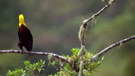 montezuma oropendola posado en una rama, se balancea de su percha para comenzar su inmersión de 180 grados, en cámara lenta