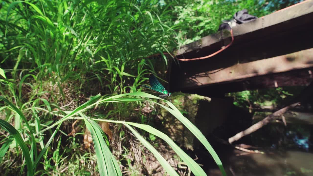 갈대에 앉은 파란 잠자리, 슬로모션으로 날아가는 흑단 주얼윙