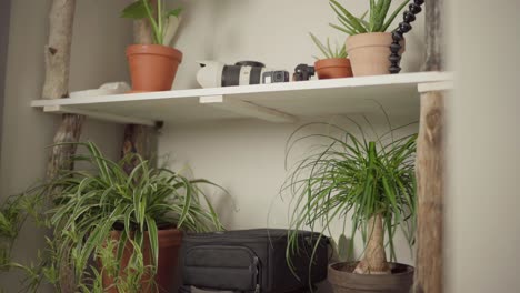 wall shelves with camera and indoor plants