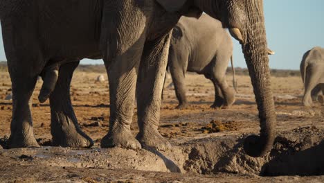 african elephant splashes himself with mud, natural habitat in botswana africa, slowmo