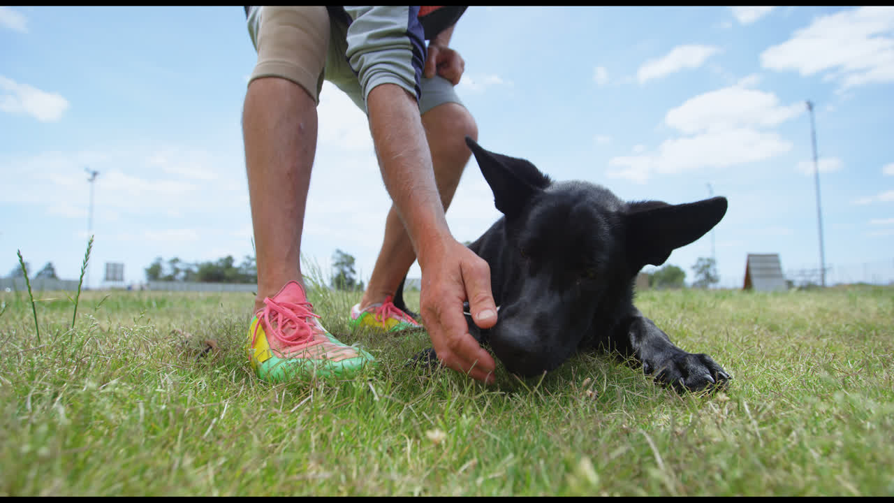 강아지에게 음식을 먹이는 트레이너 4k