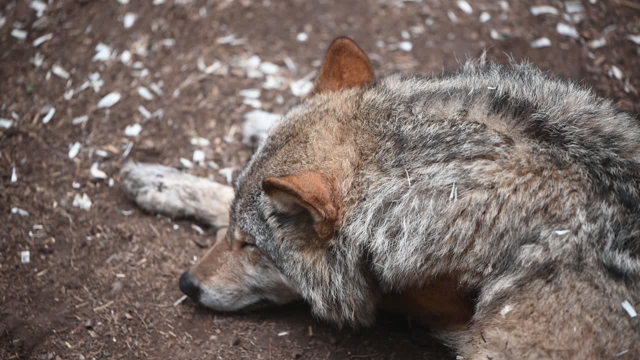 cerca de un hermoso lobo gris euroasiático durmiendo en el suelo en el bosque